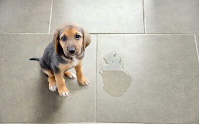 Why Pets Can Damage Stone Floors – and How Restoration Fixes It