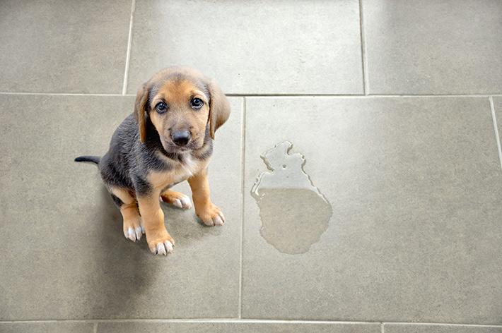 Why Pets Can Damage Stone Floors – and How Restoration Fixes It